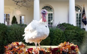 Peas the turkey at White House