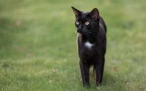 Generic image of a black cat