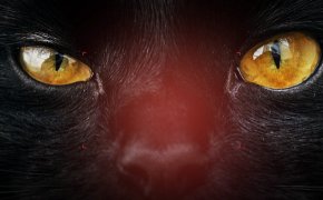 close up image of a black cat's face