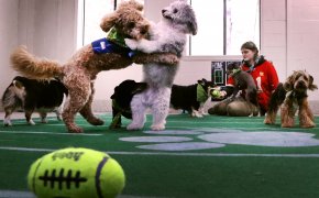 2024 Puppy Bowl odds