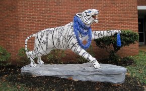 Memphis Tigers on campus.